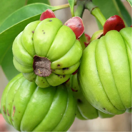 Trigonella foenum-graecum (Seed Extract – Methi)