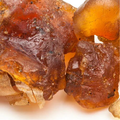 Garcinia cambogia (Fruit Extract)