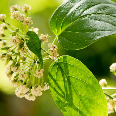 Aloe barbadensis (Leaf Extract – Ghritkumari)